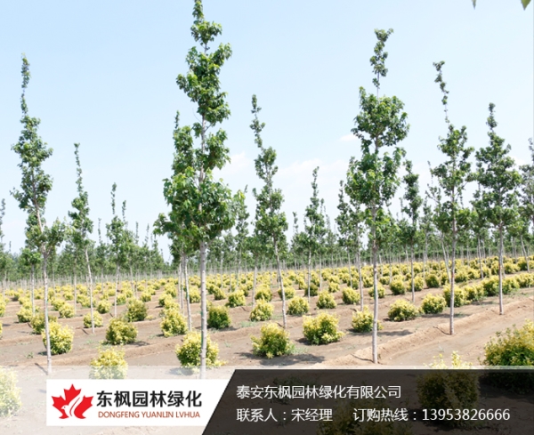 單桿獨生紅點(diǎn)紅楓
