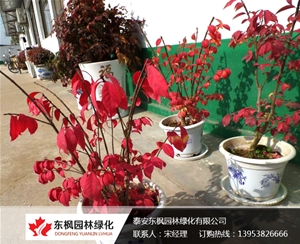 秋景火焰衛矛